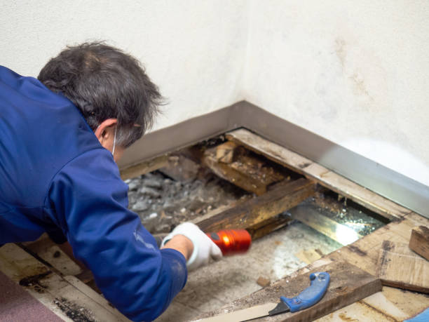 Best Professional Mold Removal  in East Lake Orient Park, FL