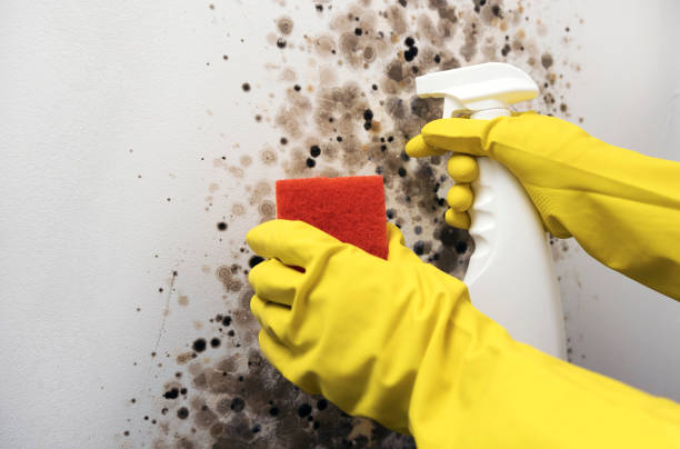 Best Mold Removal Company Near Me  in East Lake Orient Park, FL