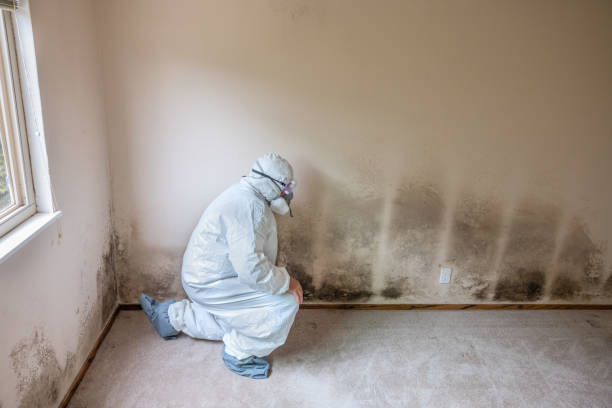 Best Mold Damage Repair  in East Lake Orient Park, FL