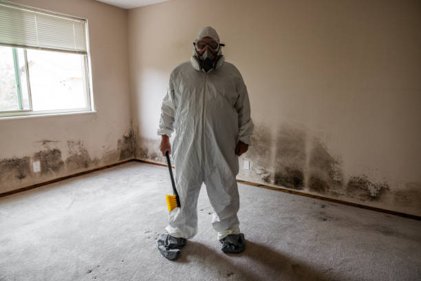 Best Commercial Mold Removal  in East Lake Orient Park, FL