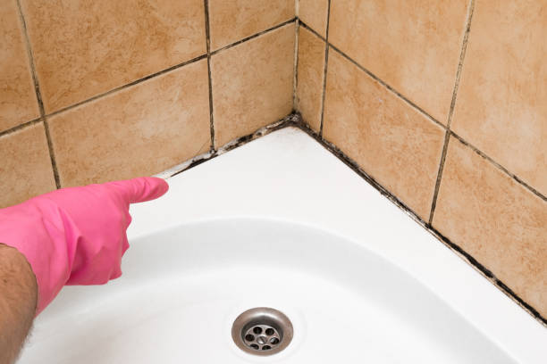 Best Certified Mold Removal  in East Lake Orient Park, FL