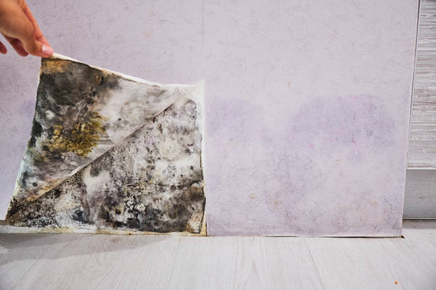 Reliable East Lake Orient Park, FL Mold Removal Solutions